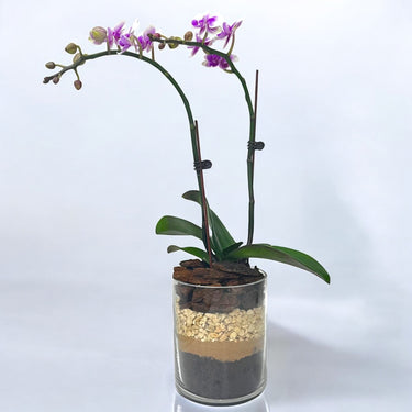 Variegated Mini Orchid in Glass Vase